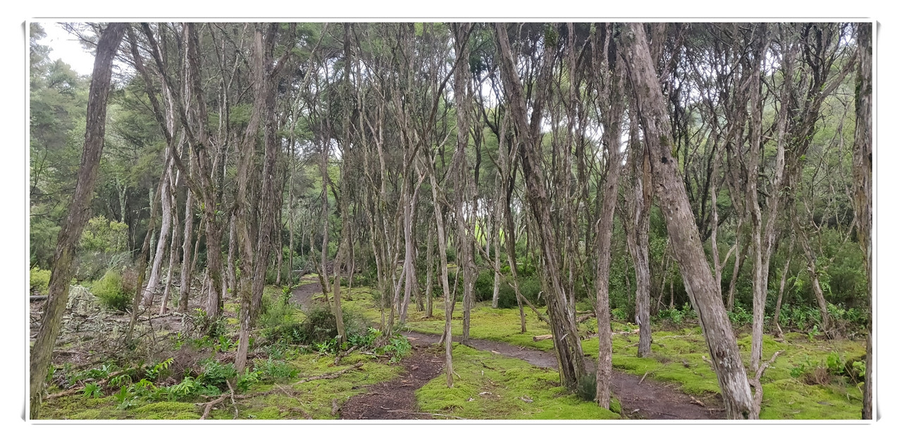 Cosas que hacer en Rotorua - Escapadas y rutas por la Nueva Zelanda menos conocida (35)