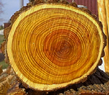 osage-orange-log