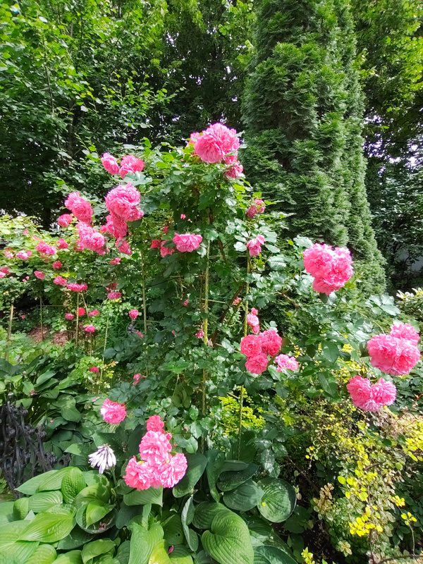 https://i.postimg.cc/s2RP17jQ/295-IMG-20240624-142241.jpg