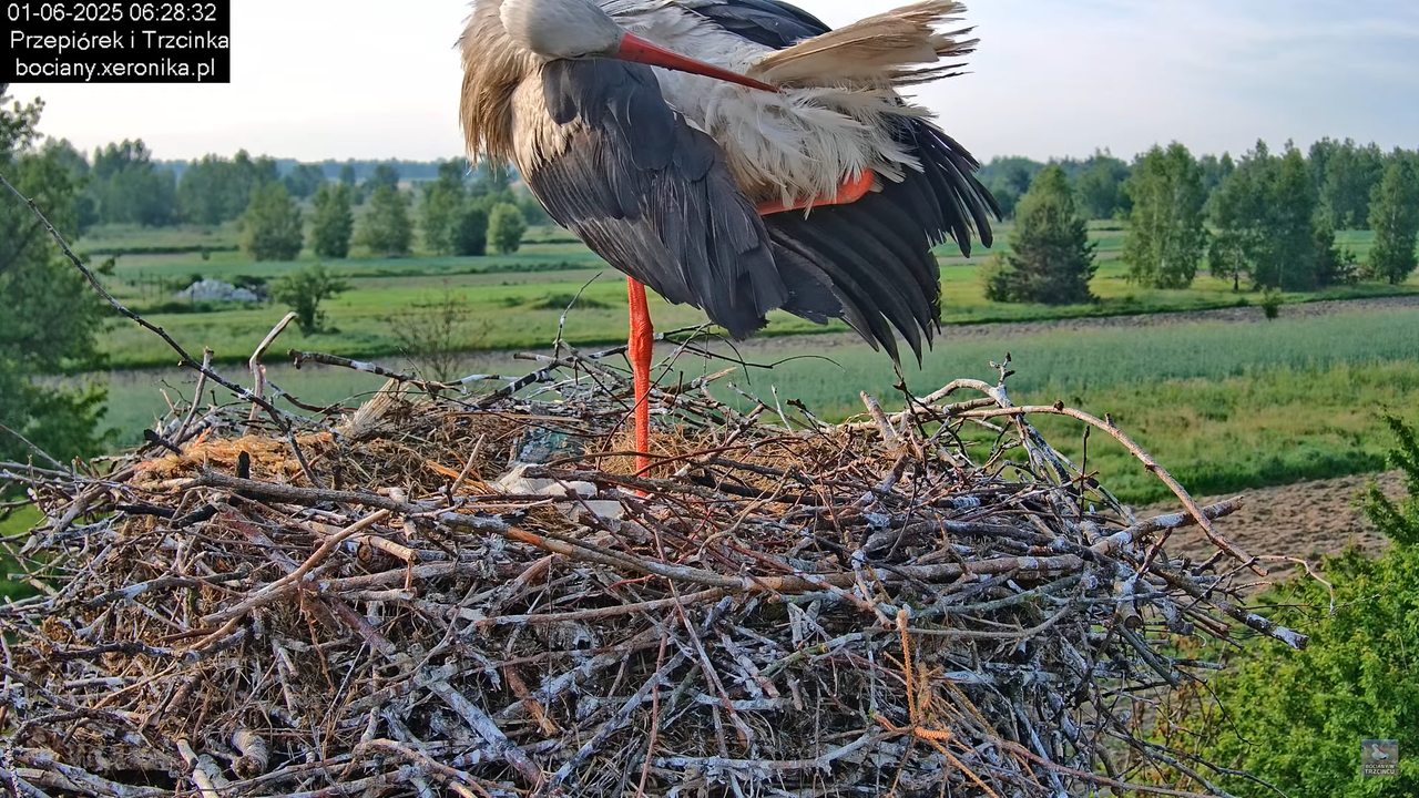 01062025bociany9