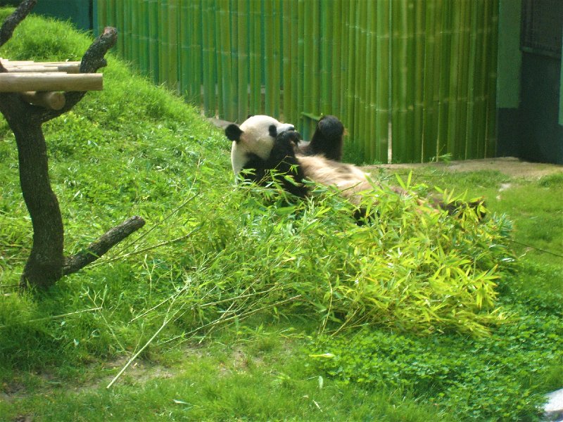 ZOO DE MADRID-1992/2001/2006/2007-MADRID - Paseando por España-1991/2016 (27)