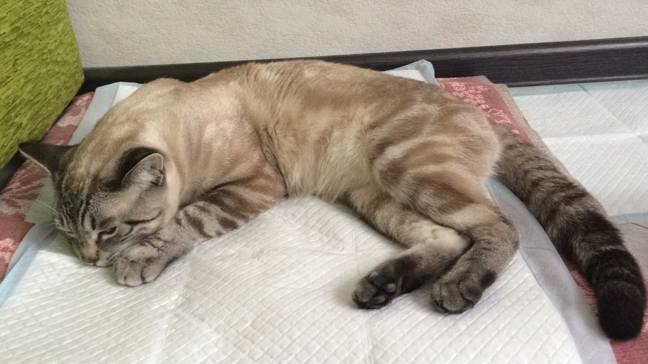 после кастрации1