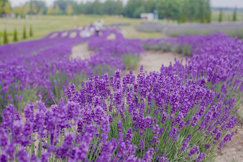 357473470-565698522441299-5175791028478487262-n