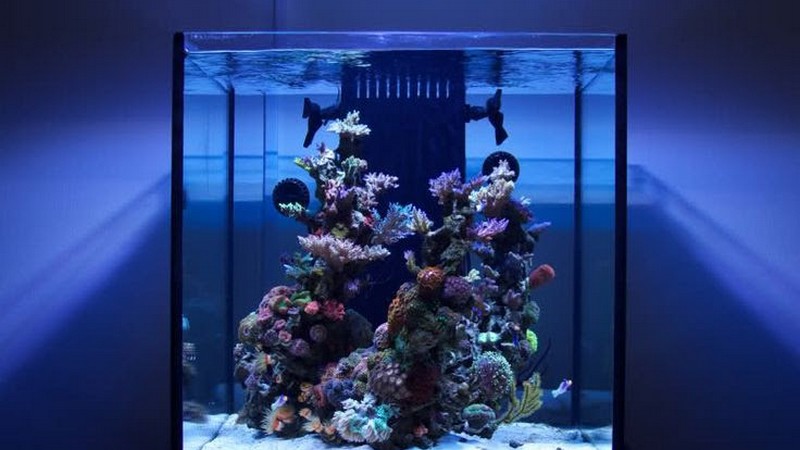 Морський акваріум на замовлення
