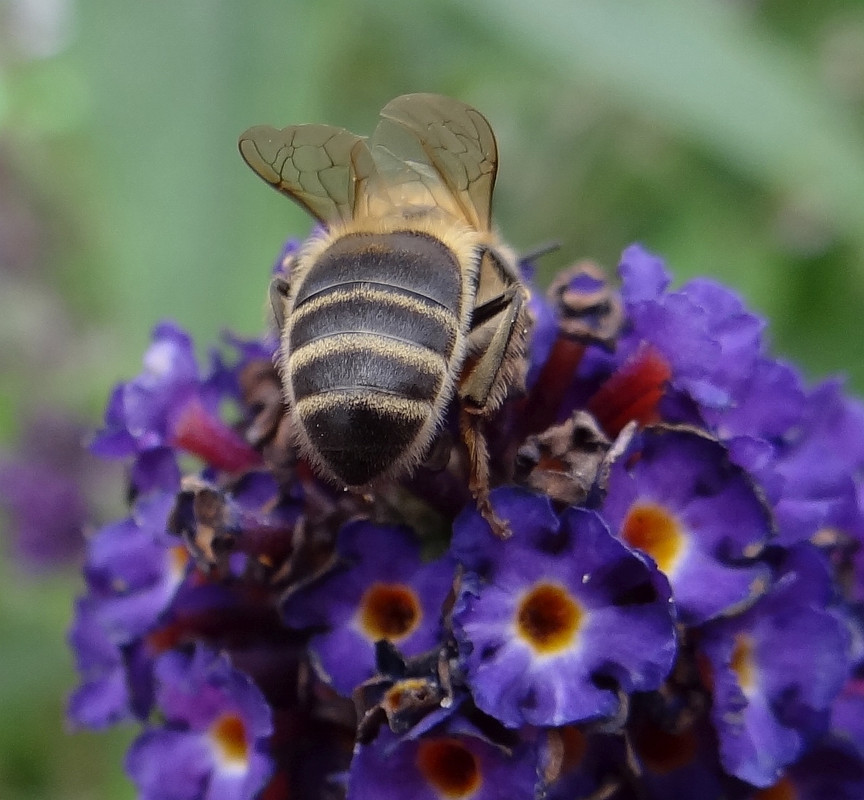 BEE 3 010824