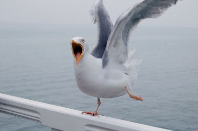 secpic-seagull1-b.jpg
