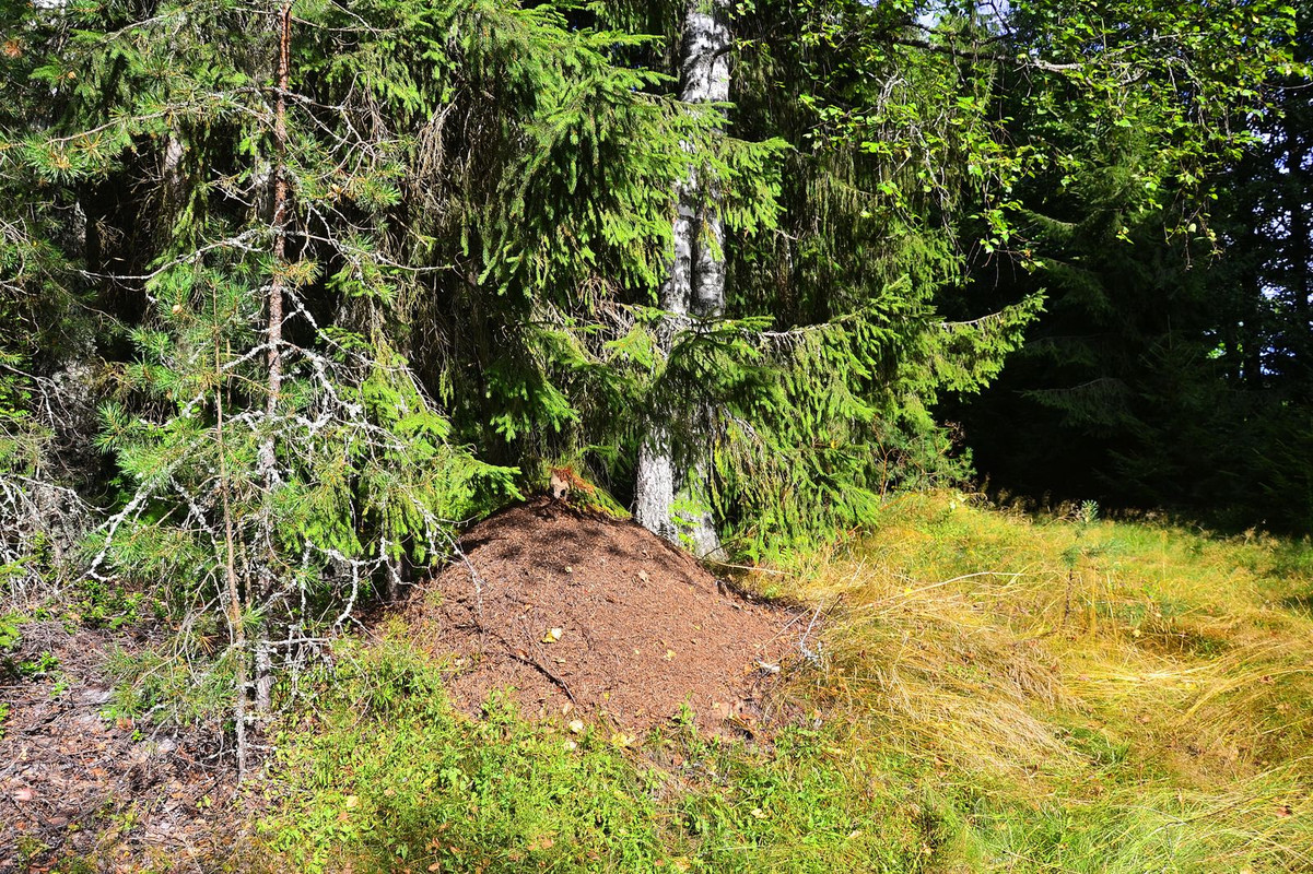 01_06 Муравейник_1_result