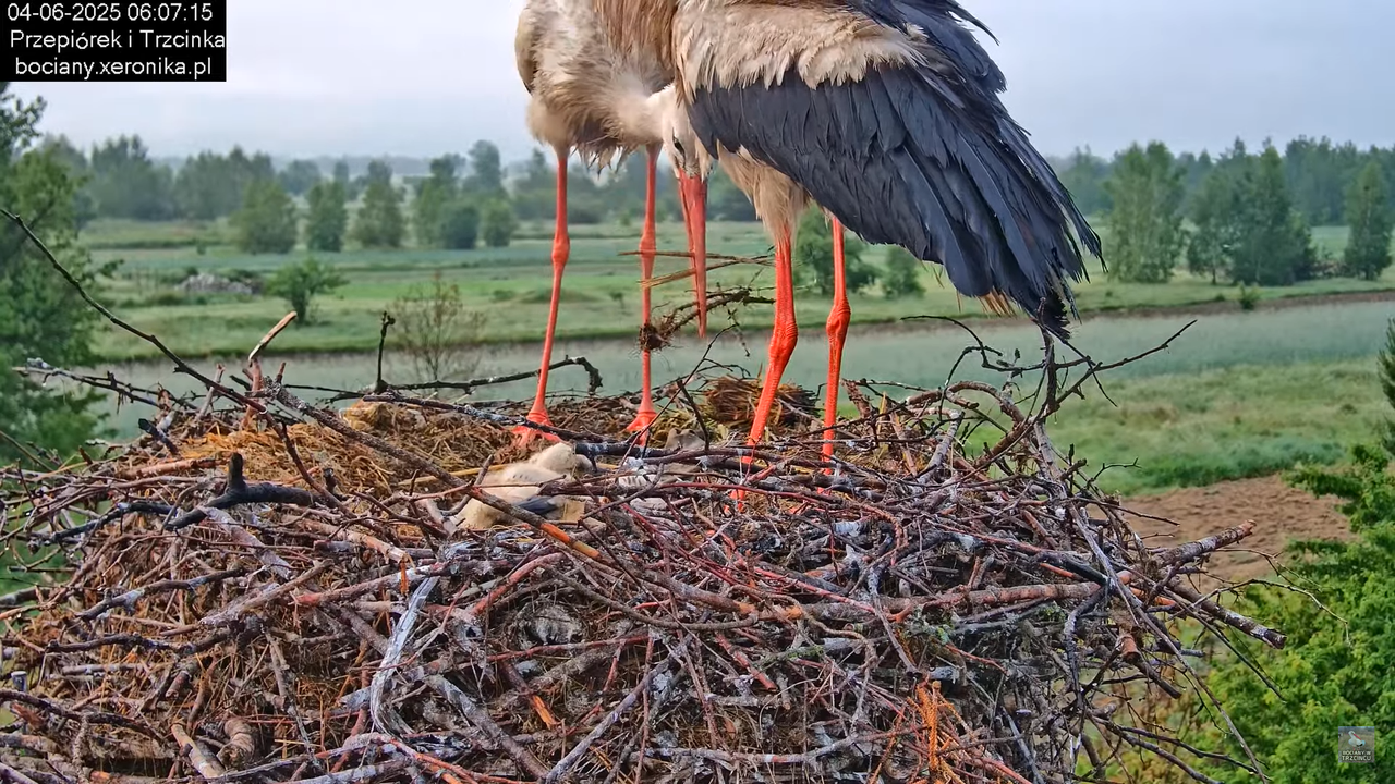 04062025bociany11