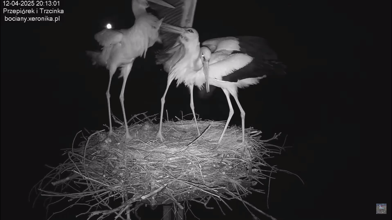 12042025intruzwgniezdzie_13