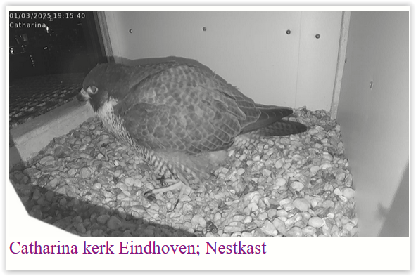 Screen Shot 03-01-25 at 07.18 PM