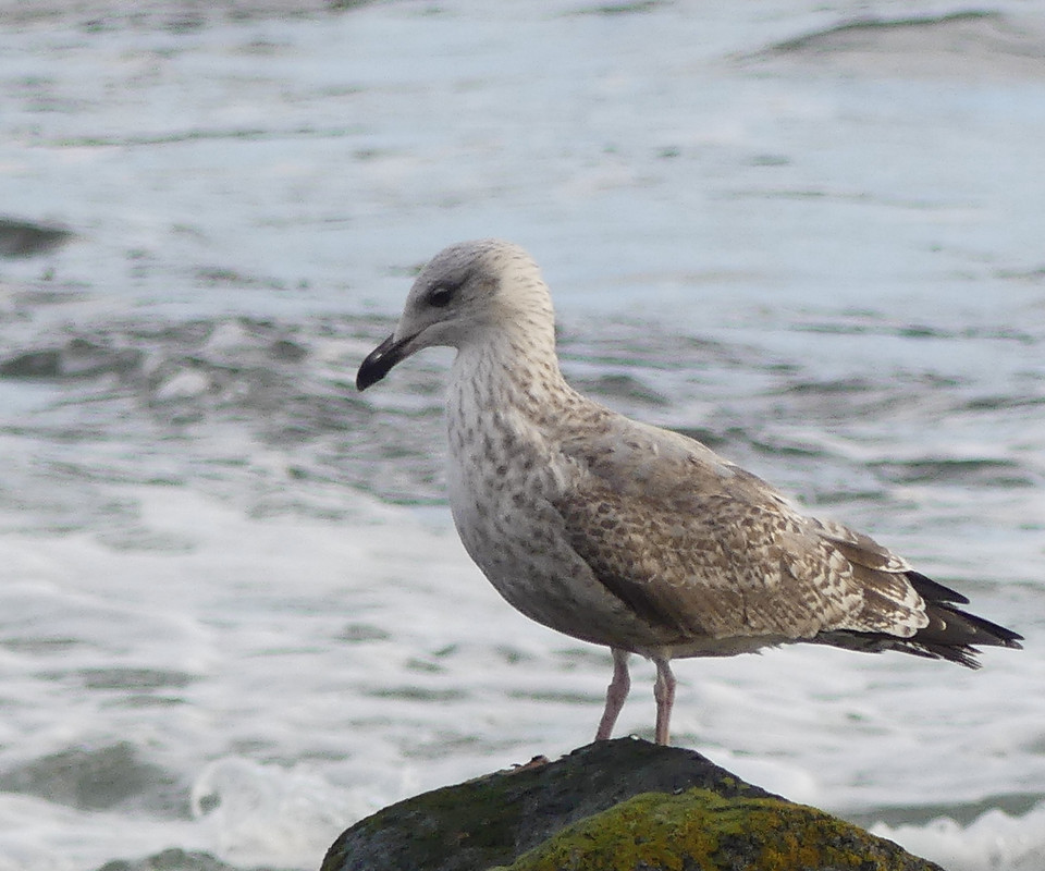 HERRING GULL 3