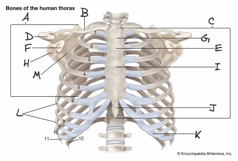 Bones of The Thorax