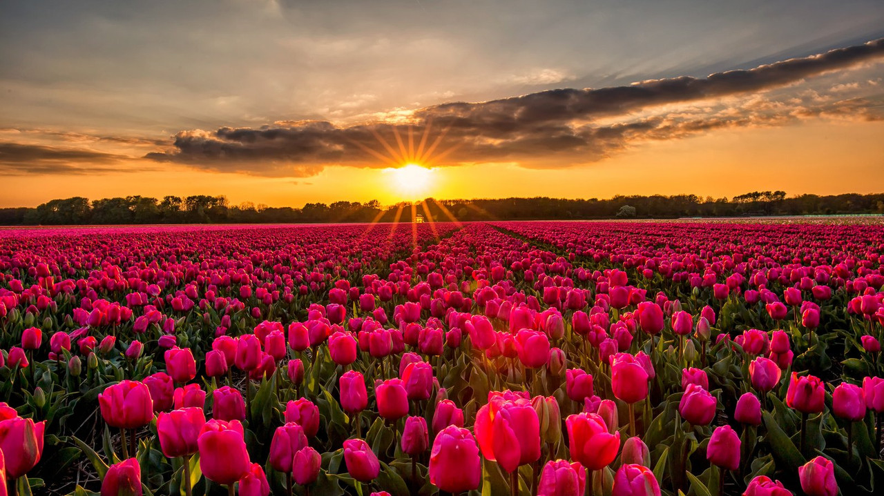 magenta-tulips-dis1.jpg