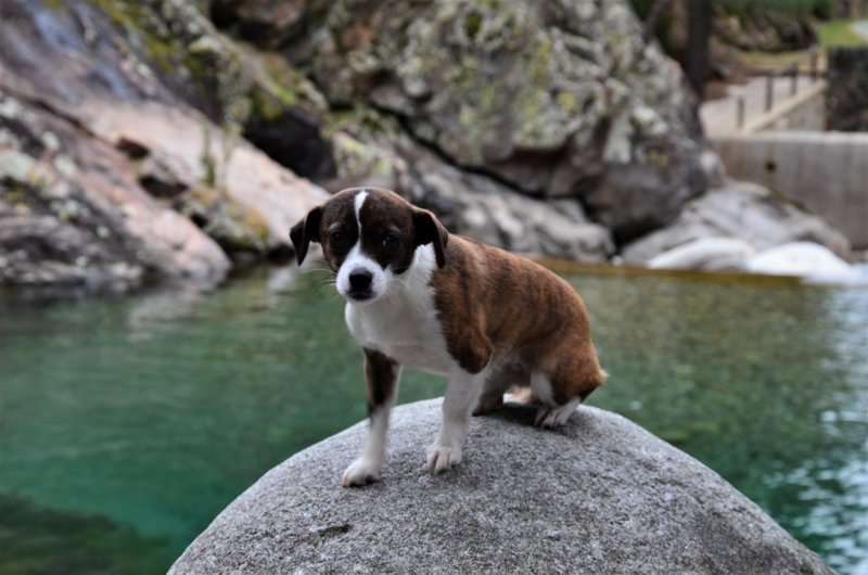 EL CHARCO VERDE-7-2-2015-AVILA - Paseando por España-1991/2015-Parte-1 (26)