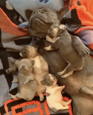 tired.gif
