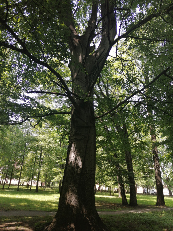 07.12 - IMG_20200612_130956 (Czesio1)