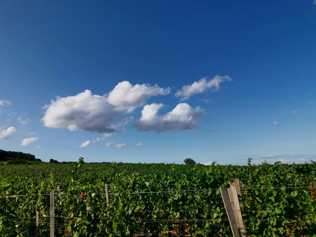 Bourgogne2019 (45).jpg.1