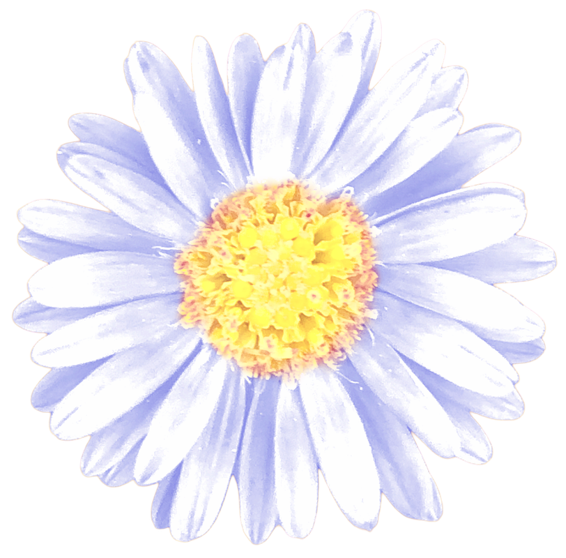 Blue Daisy