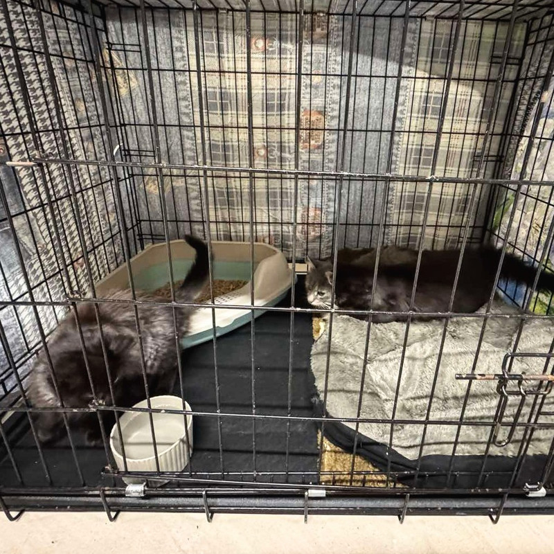 IMG 9f301d4d0c32e73c05e4e424d2fb8a0a V 2