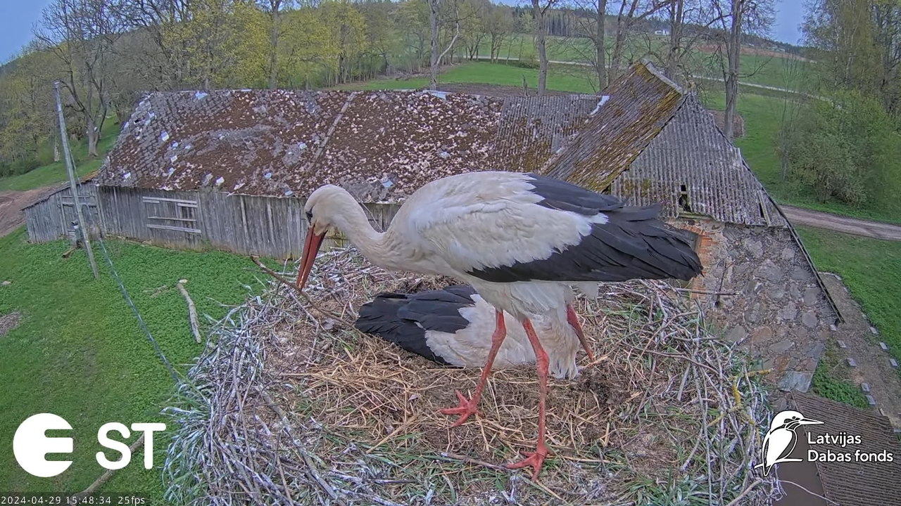 Baltie stārķi (Ciconia ciconia) Tukuma novadā - LDF tiešraide __ White storks in Tukums, Latvia 12-1