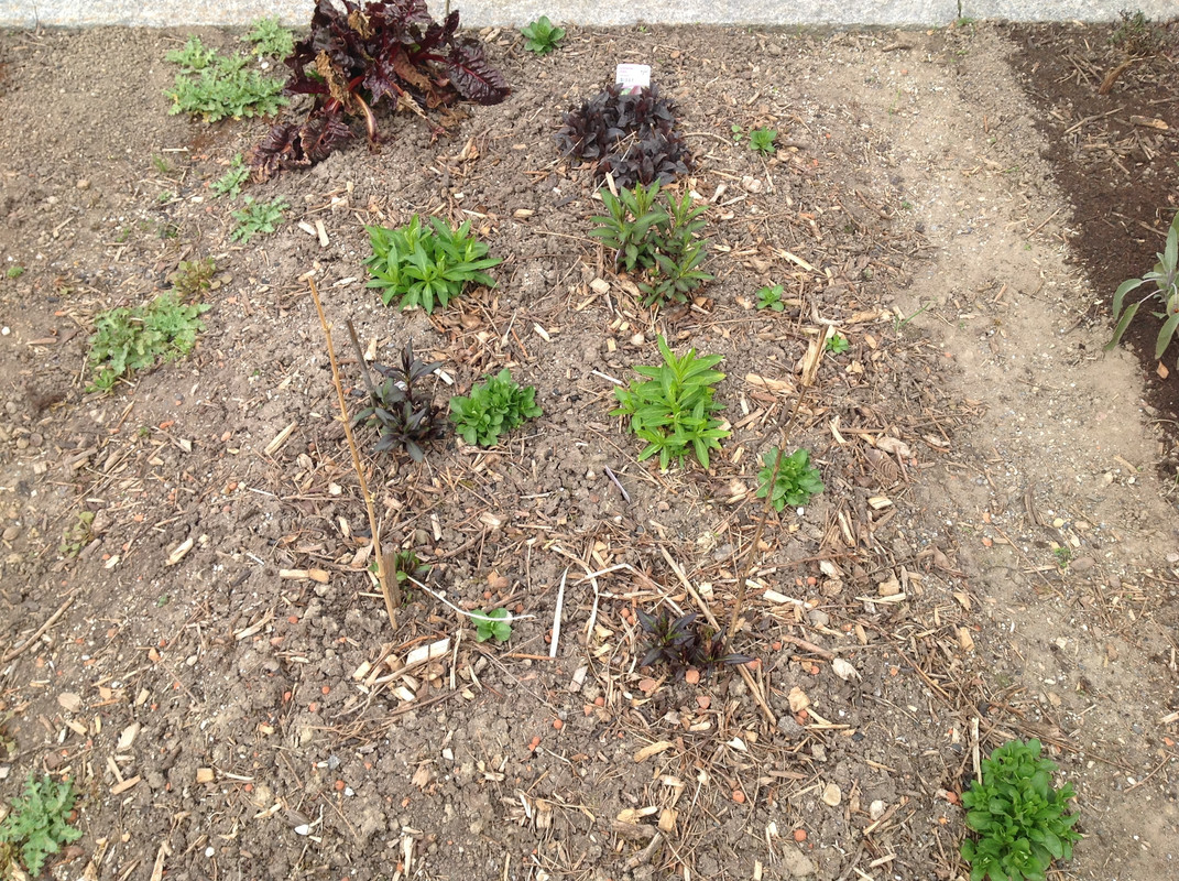 Die Phlox's umpflanzen 1.04.16 (1)