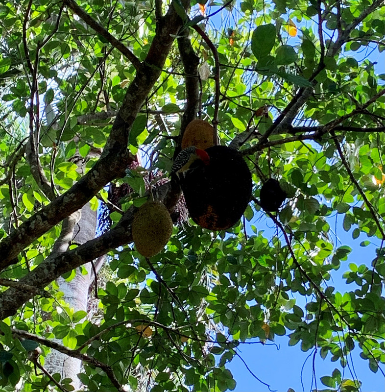woodpecker