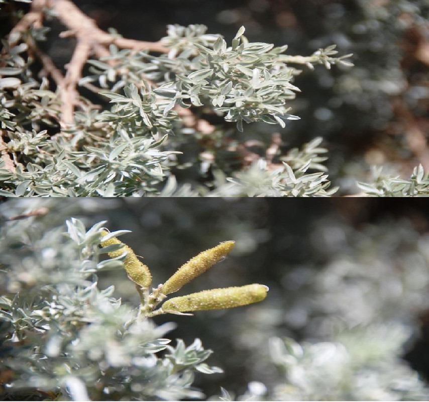 Adénocarpe de Boudy