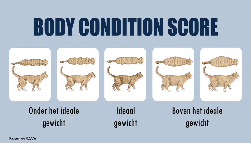 Body-condition-score-kat