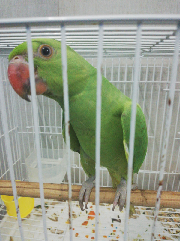 صورة