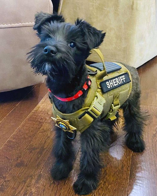 adorable-police-puppies-10-65533544c329f-700.jpg