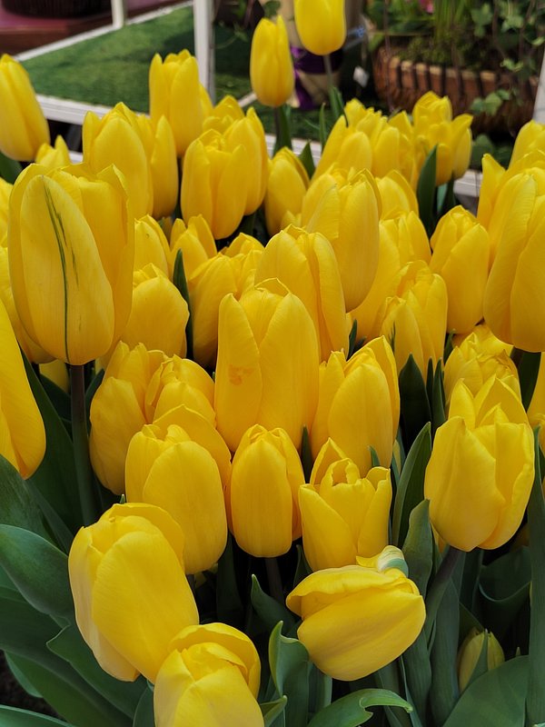 https://i.postimg.cc/s2f7Z1qM/55-IMG-20250306-152541.jpg