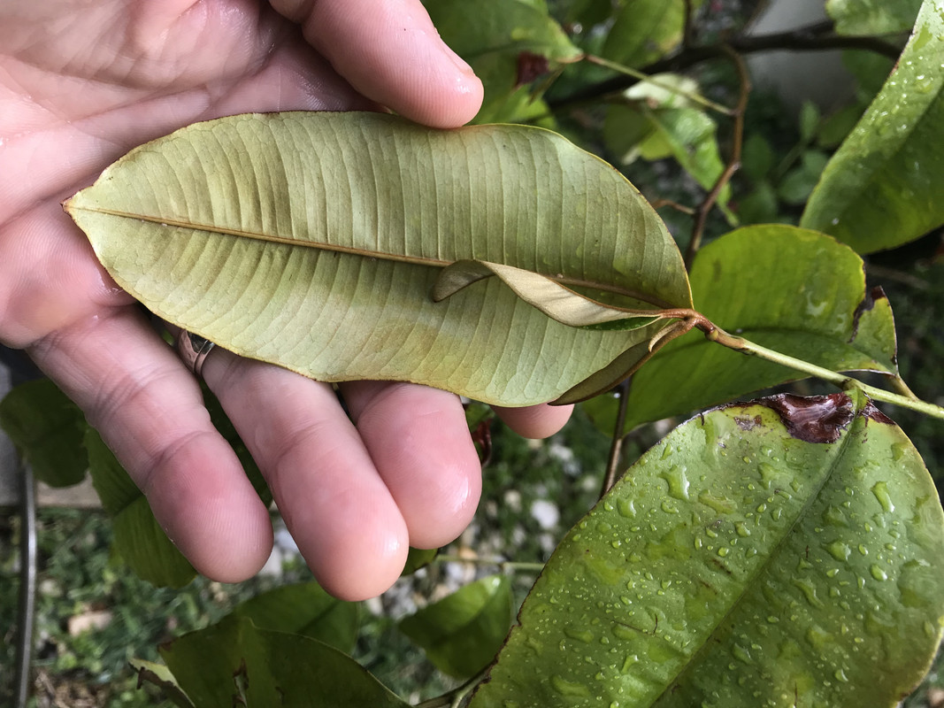 SapoteCaimitoA32018