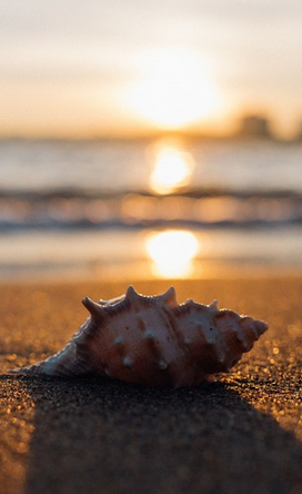 shell.png