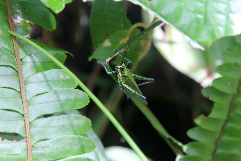 DIA 10: RIO CELESTE - DE TORTUGAS Y PEREZOSOS. COSTA RICA 2019 (5)