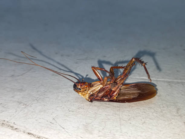 Pest Control Hero