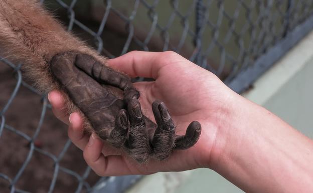 En Madrid clausuran posible punto de contagio de viruela del mono