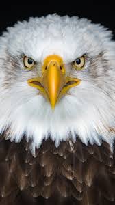 aguila