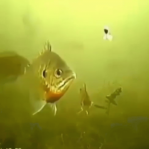 [Linked Image from i.postimg.cc]