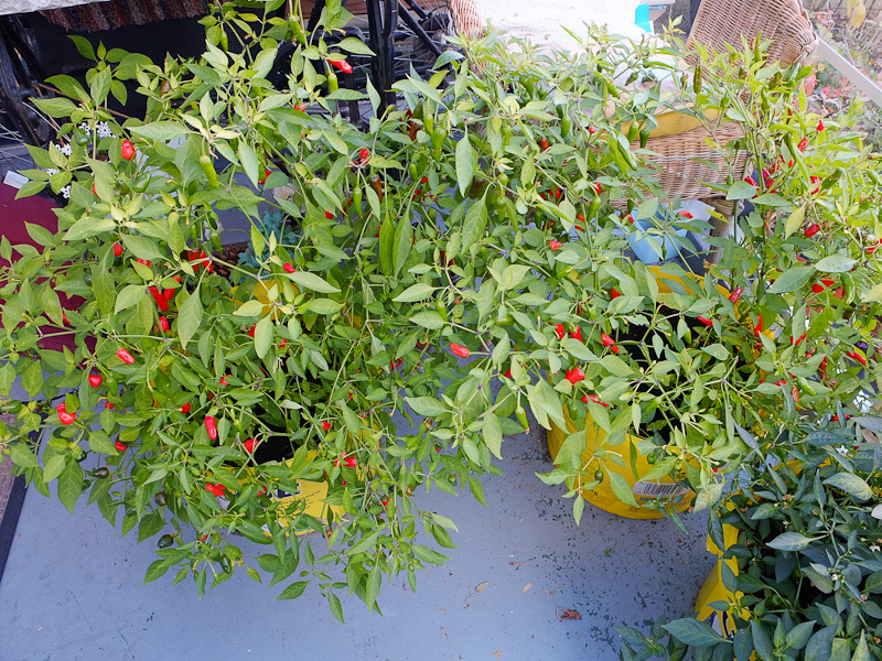 2019latechillies.jpg