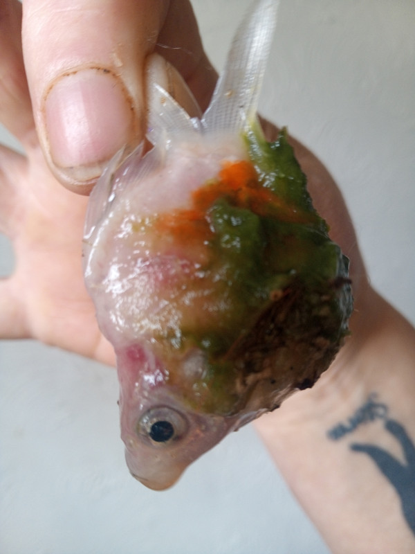 IMG_20240716_143936_599