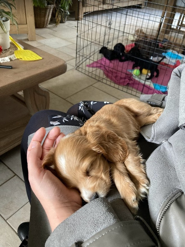 Lola.jpg