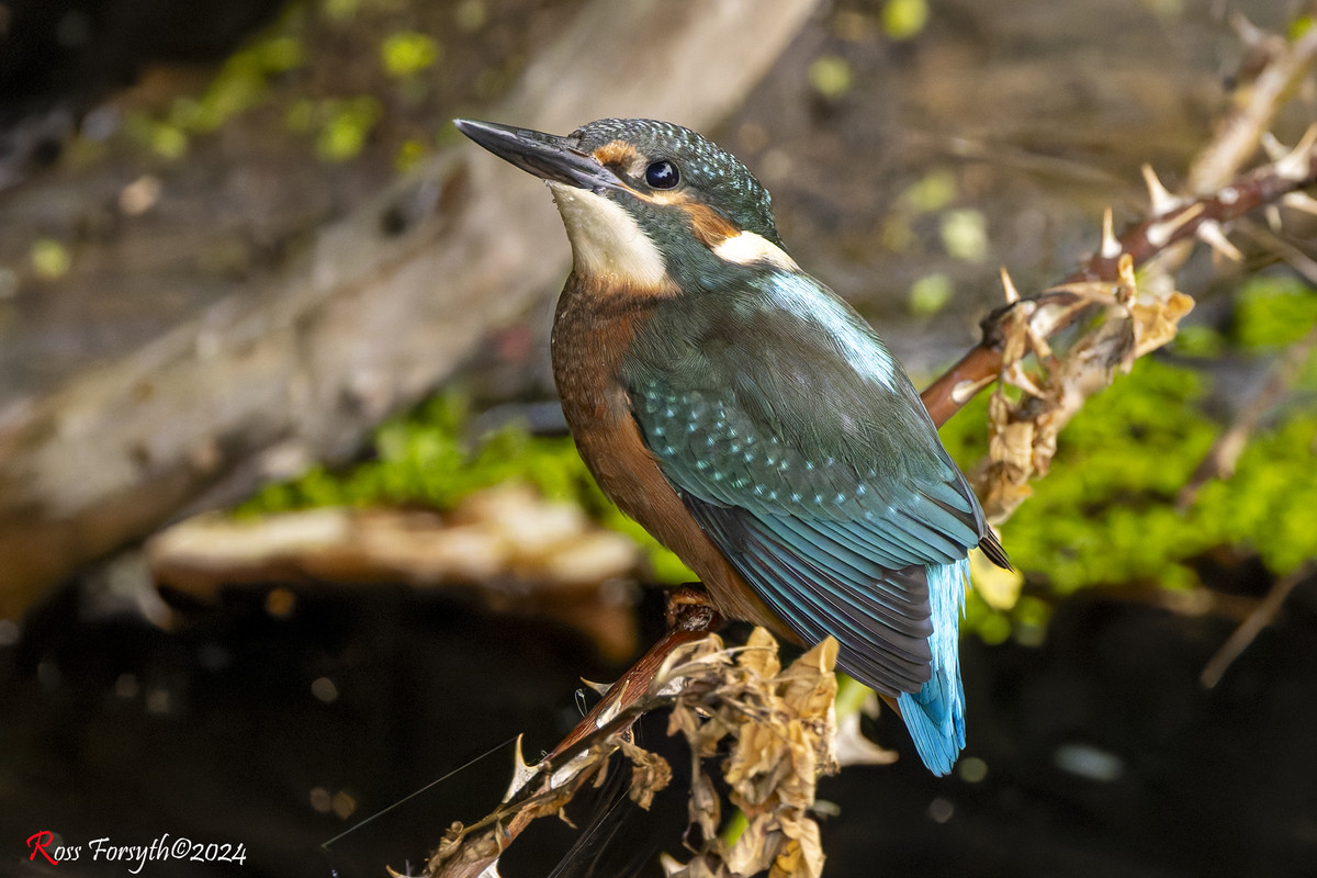 20240808-_5RF3950-CR3