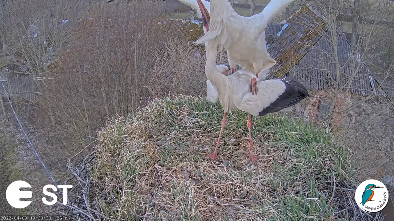 Baltie stārķi (Ciconia ciconia) Tukuma novadā - LDF tiešraide __ White storks in Tukums, Latvia 9-44