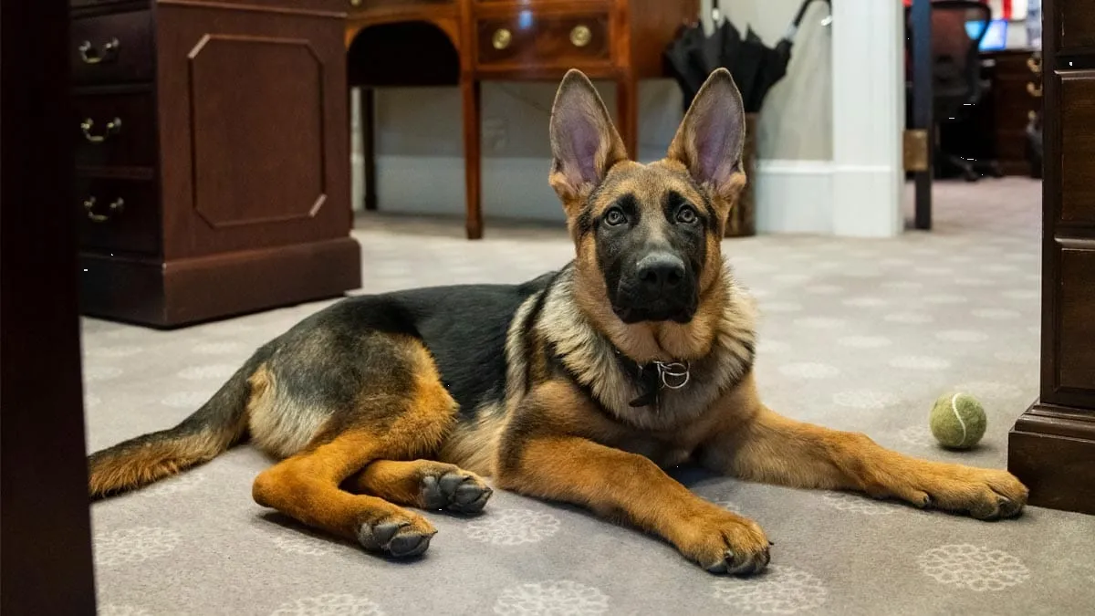 Por agresivo expulsan de la Casa Blanca a perro de los Biden