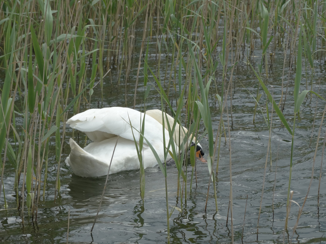 05 - DSC03765 (Czesio1)