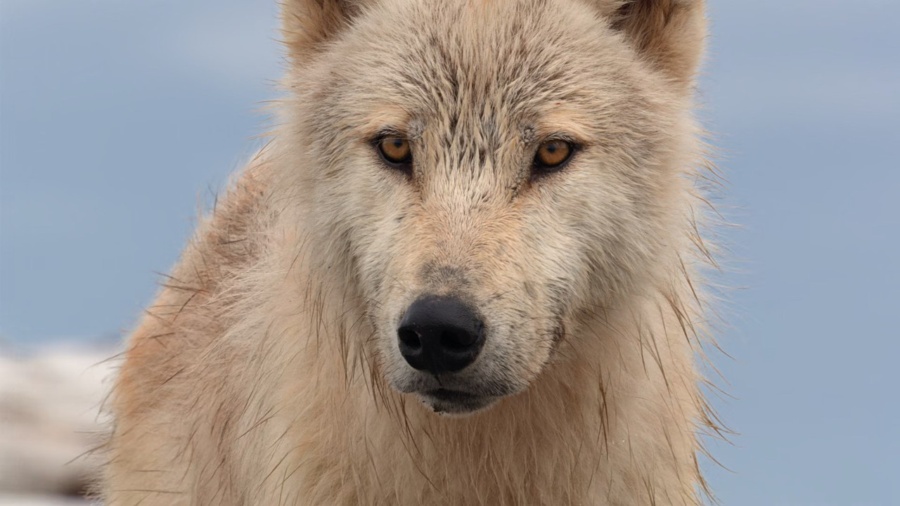 Bears (2014) (1080p BluRay x265 Silence)-8