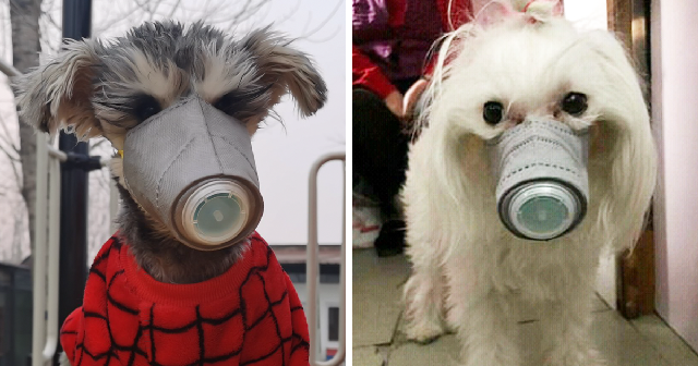[Image: dog-masks-coronavirus-china-fb.png]