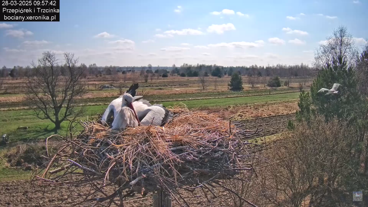 bociany28032025_36