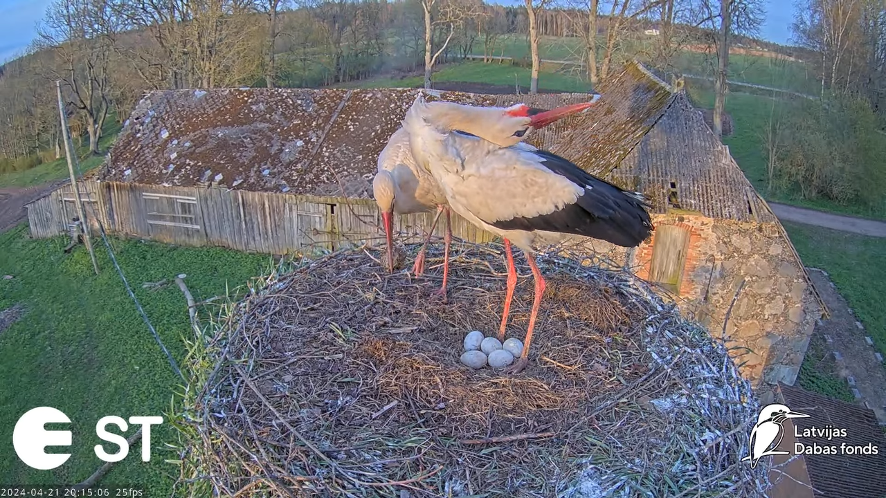 Baltie stārķi (Ciconia ciconia) Tukuma novadā - LDF tiešraide __ White storks in Tukums, Latvia 12-1