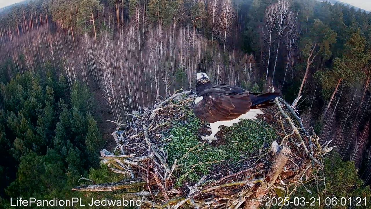 Rybołowy Online Puszcza Napiwodzko-Ramucka _ Ospreys Online in Napiwodzko-Ramucka Forest 8-4-47 scre
